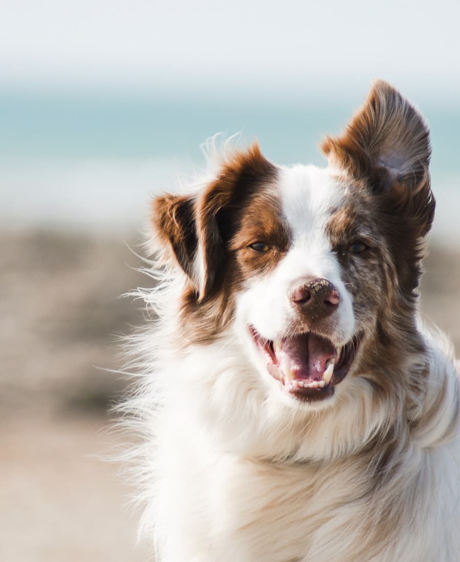 Dog patient
