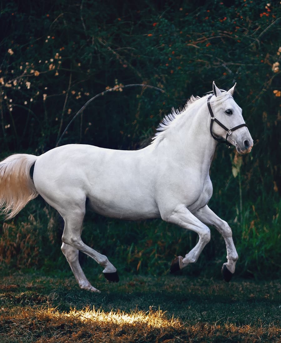 Equine patient